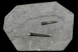 Two Jurassic Belemnites (Youngibelus) - Posidonia Shale #69553-1